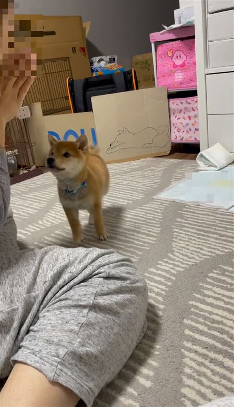 飼い主さんの顔をじっと見つめる柴犬