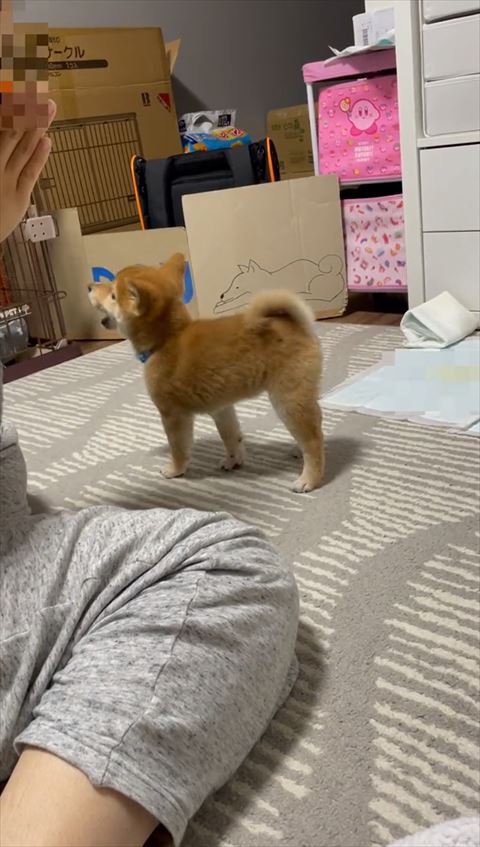 向こうを向いて口をあけてる柴犬