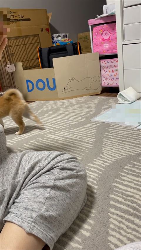 夏毛アップ柴犬
