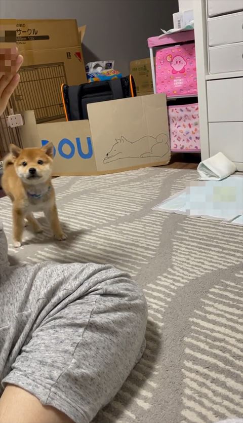 のぞき込む柴犬