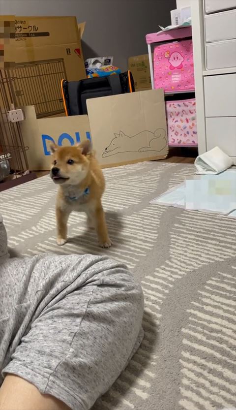 舌出して飼い主さん見てる柴犬
