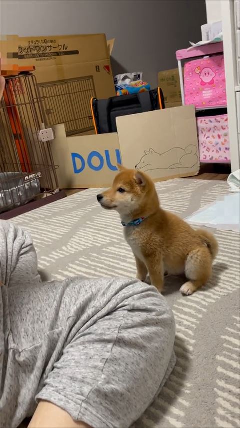 お座りしてる柴犬