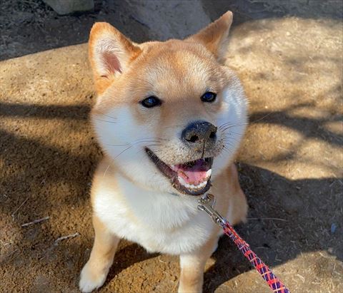 鼻に砂つけてる柴犬