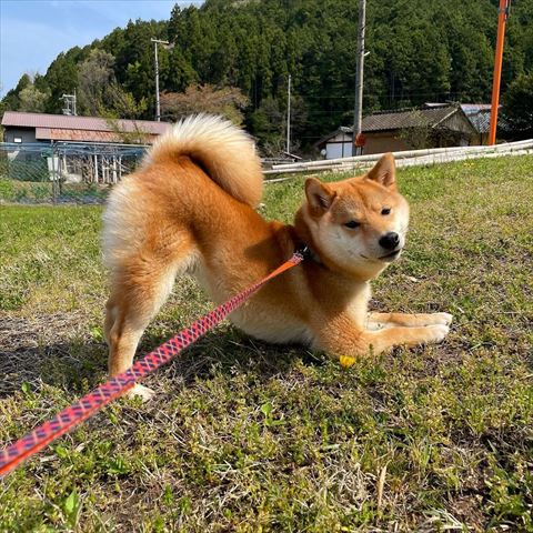お尻をつき上げてる柴犬