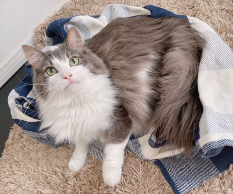 タオルケットでくつろいでる