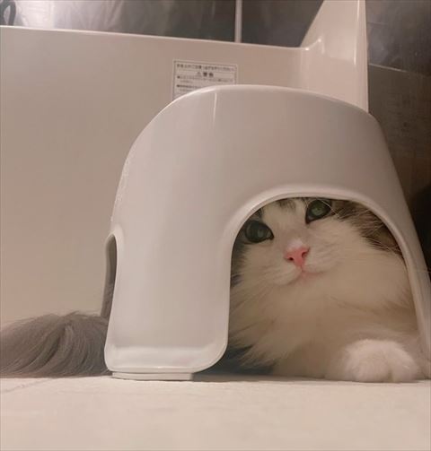 イスの下に隠れた正面