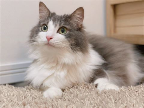 斜め横から撮影