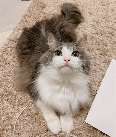 絨毯の上で伏せして見上げてる