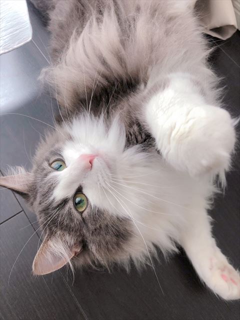 ごろんしてるアップ