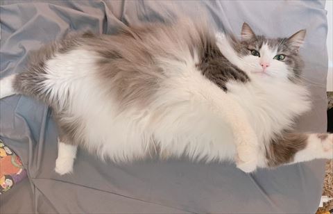 横になってる全身