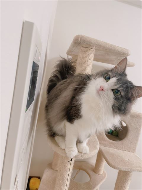 インターフォンのぞきこんでる