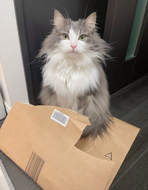 ダンボールの中に入ってる