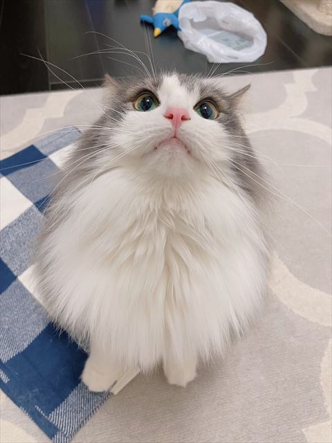 お座りして上見上げてる