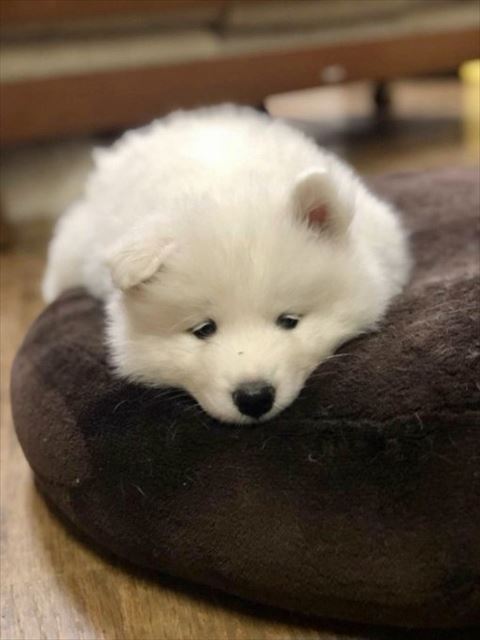 クッションにいる子犬時代