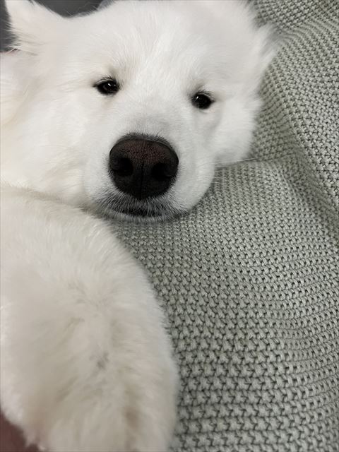 くつろいでるさんくんアップ