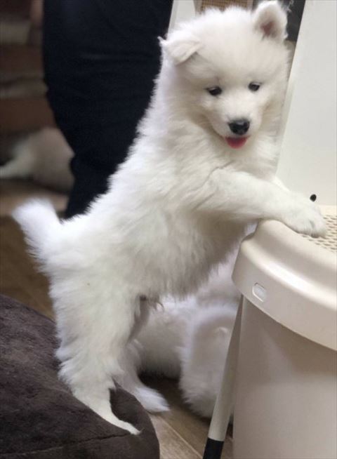 立ち上がる子犬