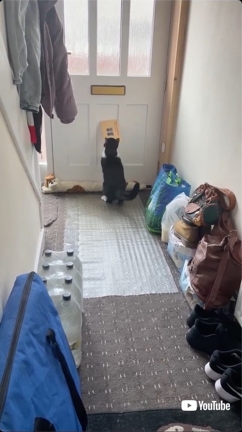 郵便物をくわえる猫