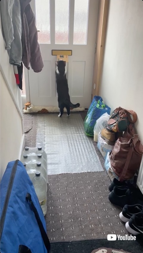 郵便物を受け取る猫