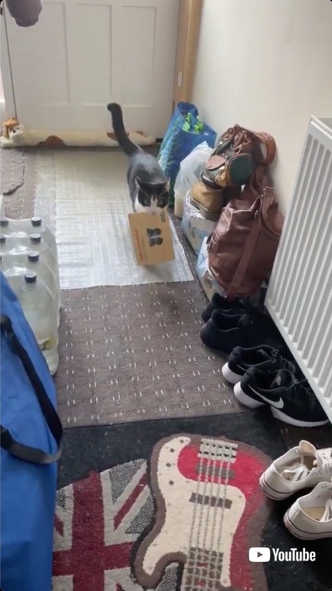 郵便物を運ぶ猫