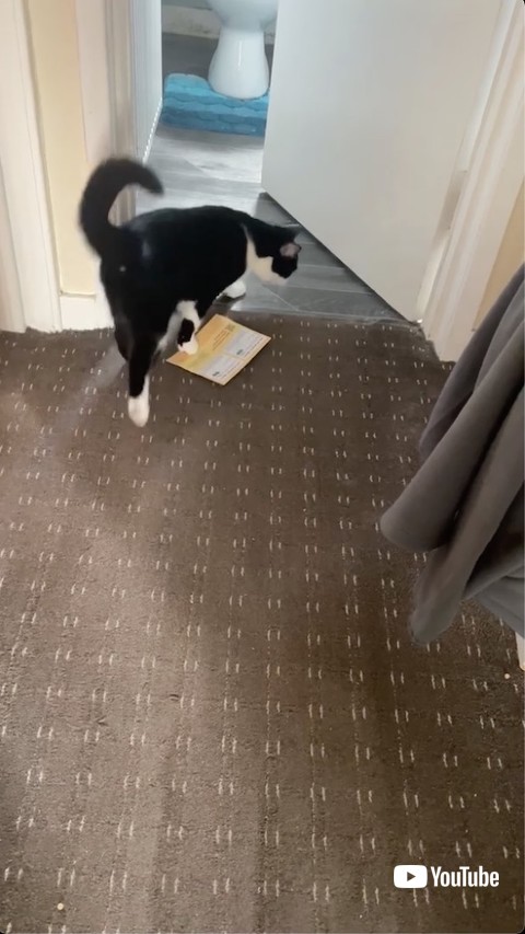 郵便物を落とす猫