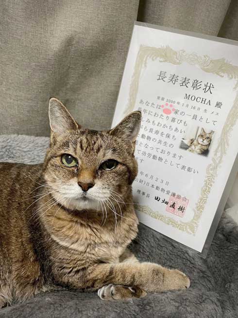 22歳を迎えたご長寿猫のモカちゃん