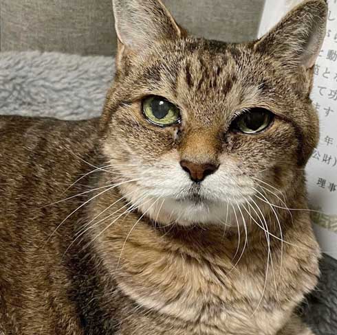 長寿 表彰 シニア 猫 老猫 22歳