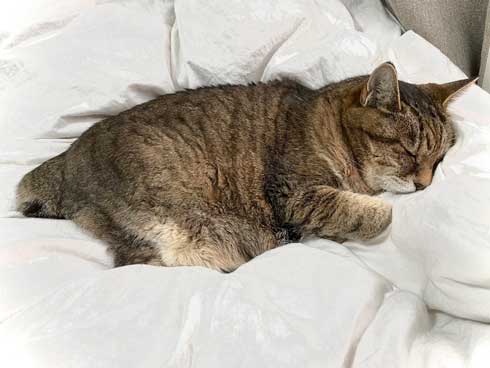 猫の寝姿