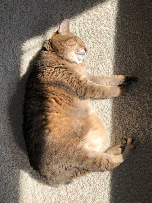日向ぼっこする猫