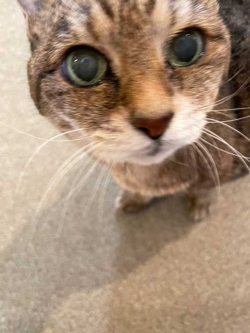 カメラにぐいぐい近づく猫のモカちゃん