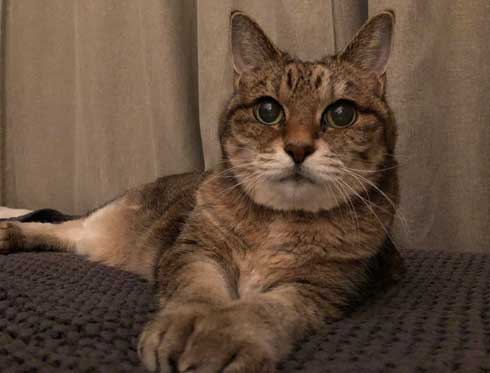 飼い主を見守る猫