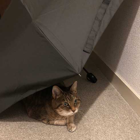 日陰にいる猫