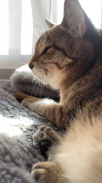 眠そうな表情ノネコ