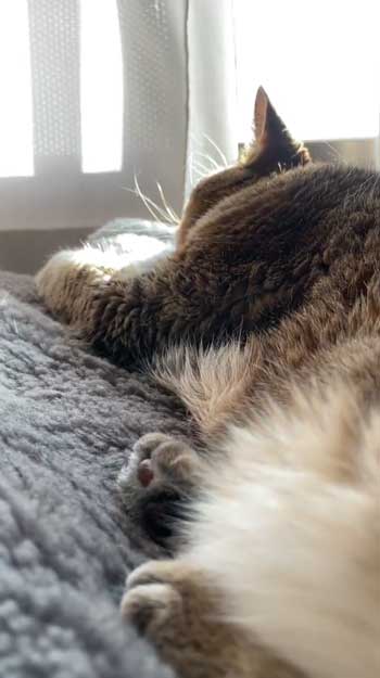 二度寝で忙しい猫