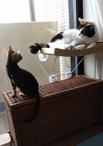 三毛猫に教育される猫