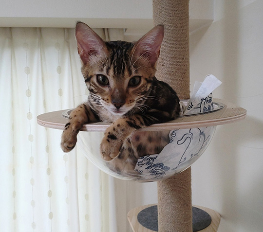 正面から見た猫