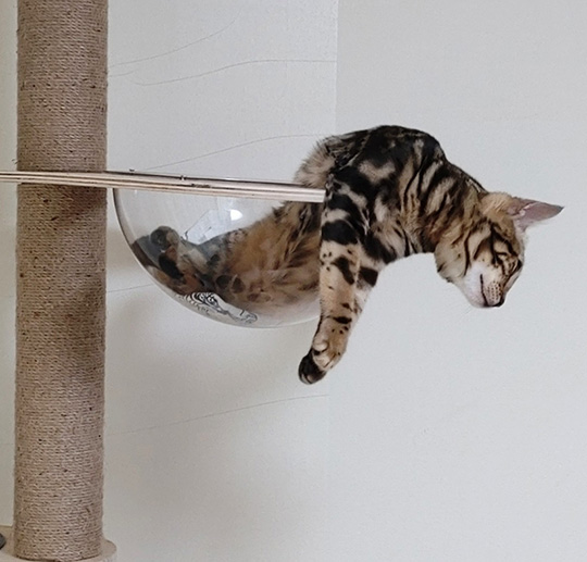 半球に入った猫