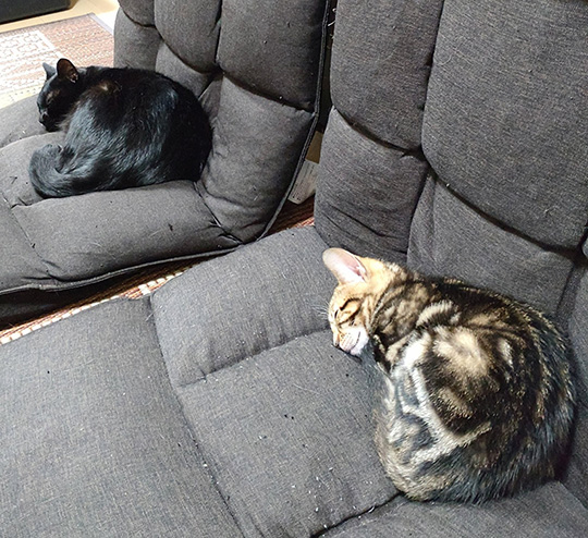 黒猫とシンクロする猫