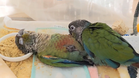 「ヘソ天」インコ