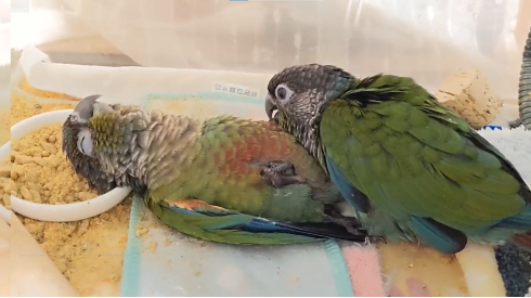 「ヘソ天」インコ