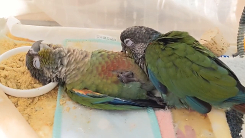 目をつぶるインコ