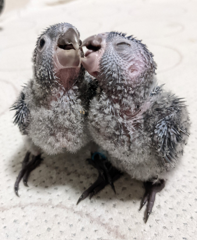 「ヘソ天」インコ