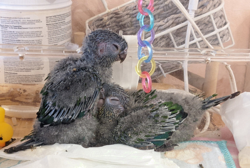 「ヘソ天」インコ
