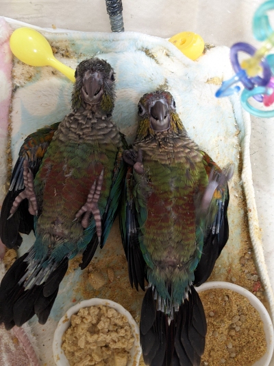 「ヘソ天」インコ