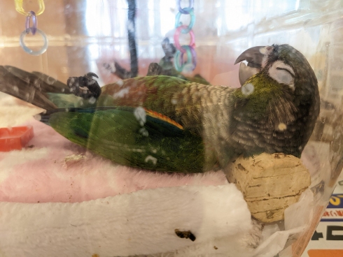「ヘソ天」インコ