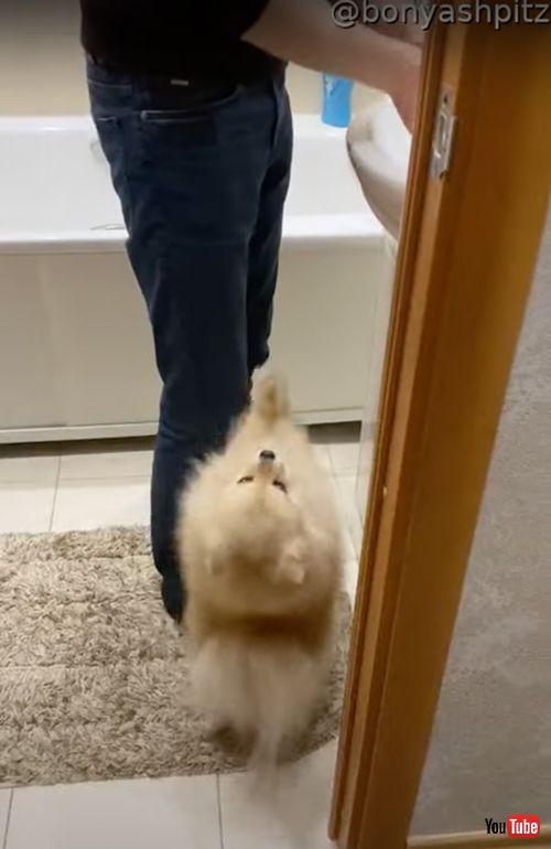 おもちゃを洗うと慌てるワンコ