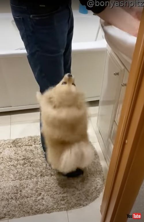 おもちゃを洗うと慌てるワンコ