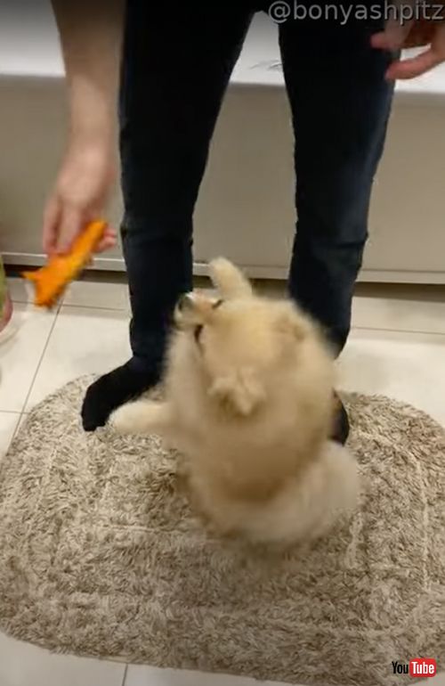 おもちゃを洗うと慌てるワンコ