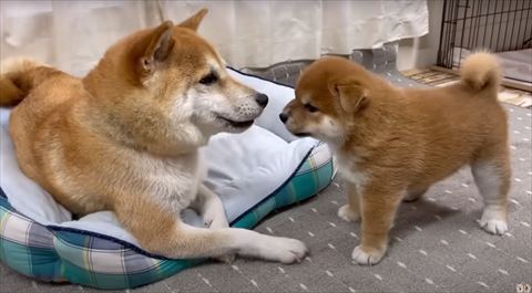 親子で鼻近づけてる