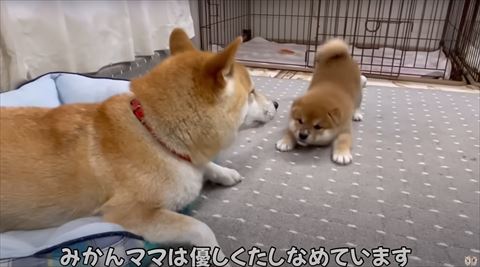 子犬のプレイバウ正面