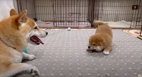 少し口あけてプレイバウ